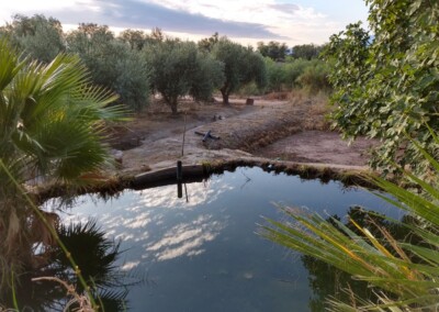 Según el INTA, los humedales en el árido son tan vitales como el agua