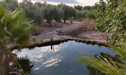 Según el INTA, los humedales en el árido son tan vitales como el agua