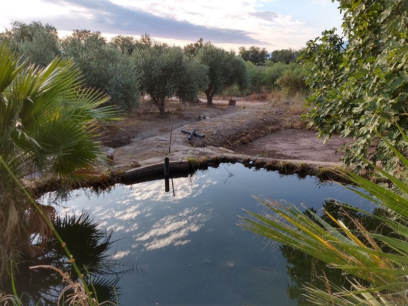 Según el INTA, los humedales en el árido son tan vitales como el agua
