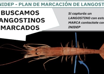 El Inidep pide colaboración al sector pesquero para encontrar los langostinos marcados