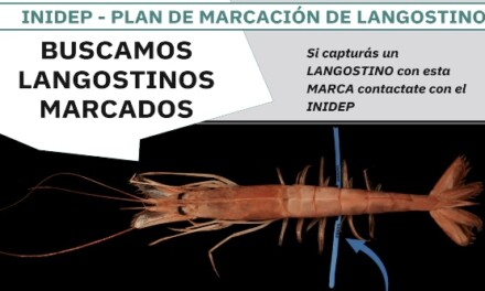 El Inidep pide colaboración al sector pesquero para encontrar los langostinos marcados
