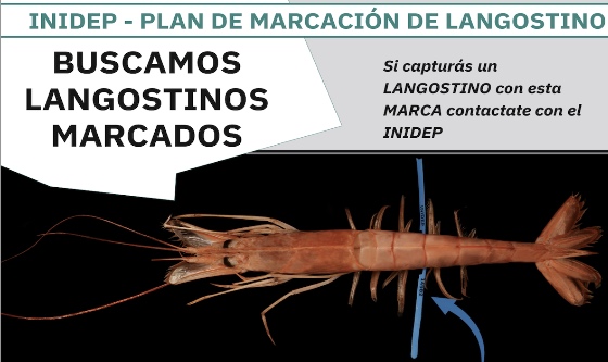 El Inidep pide colaboración al sector pesquero para encontrar los langostinos marcados