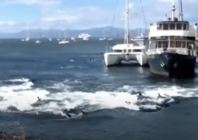 Decenas de delfines quedaron varados en la bahía de Ushuaia