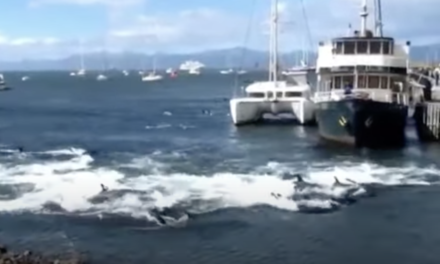 Decenas de delfines quedaron varados en la bahía de Ushuaia