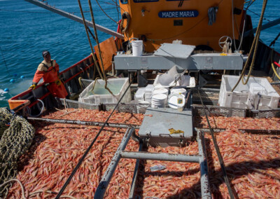 Chubut:  irán a la justicia para limitar las licencias de pesca del langostino