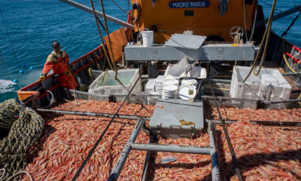Chubut:  irán a la justicia para limitar las licencias de pesca del langostino