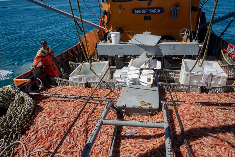 El Consejo Federal Pesquero asigna 3.500 toneladas de cuota social de langostino a Río Negro