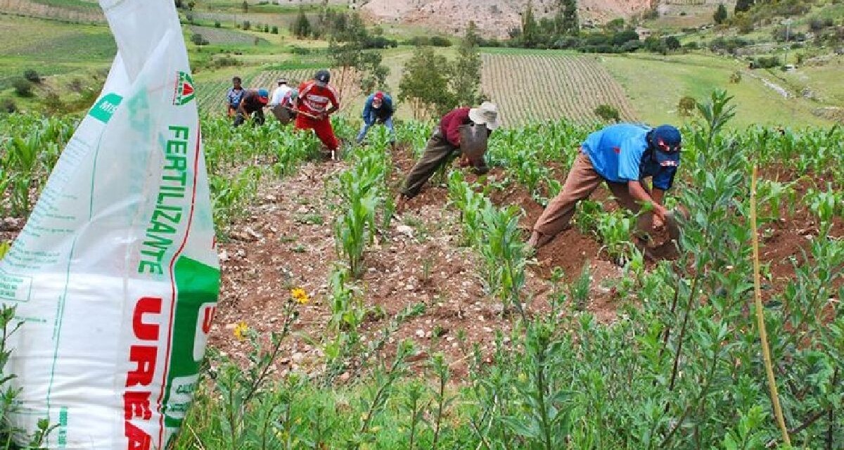 Crisis de fertilizantes en Perú amenaza la agricultura