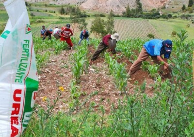 Crisis de fertilizantes en Perú amenaza la agricultura