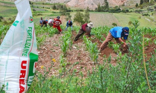 Crisis de fertilizantes en Perú amenaza la agricultura