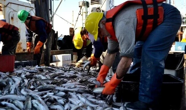 Argentina y Brasil acordaron duplicar el piso de exportación de merluza patagónica