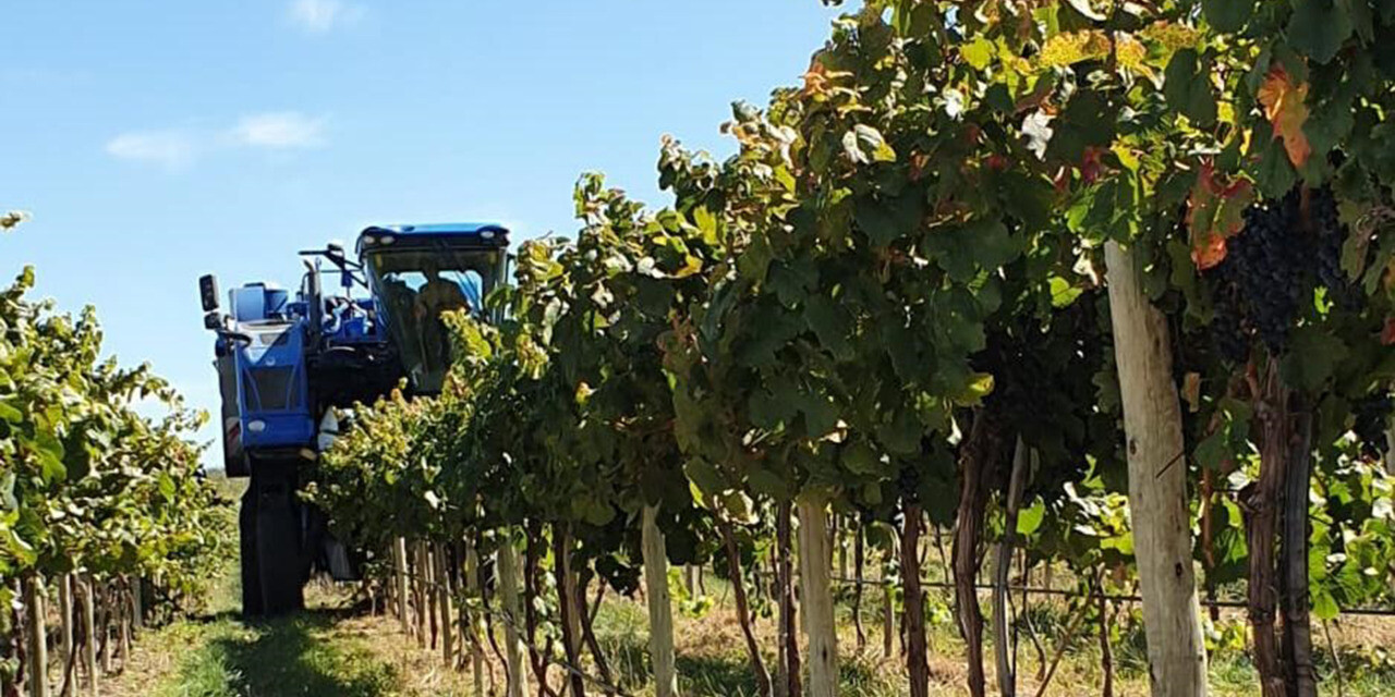 Certificación fitosanitaria de más de 650 toneladas de uva para vinificar en La Pampa