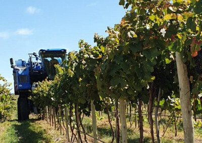 Certificación fitosanitaria de más de 650 toneladas de uva para vinificar en La Pampa