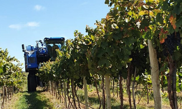 Certificación fitosanitaria de más de 650 toneladas de uva para vinificar en La Pampa