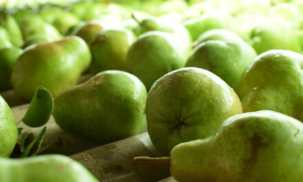 Frutas exportadas desde San Antonio del Este no pudieron llegar a su destino