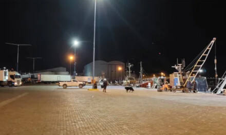 Intensa pesca de merluza en el puerto de Comodoro Rivadavia