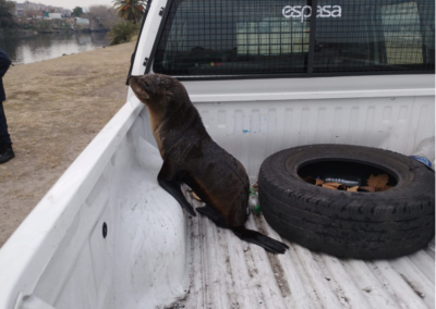 Se rescató un lobo marino perdido en el Riachuelo