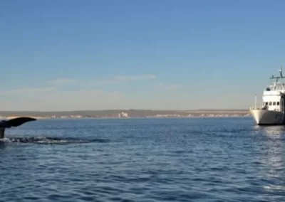 Temporada de Ballenas: Prefectura designó al Golfo Nuevo como Zona de Protección Especial