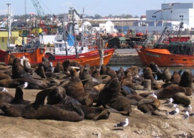 Mar del Plata: Reubicarán a los lobos marinos que ocupan cada vez más espacio en la banquina del puerto