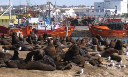 Mar del Plata: Reubicarán a los lobos marinos que ocupan cada vez más espacio en la banquina del puerto