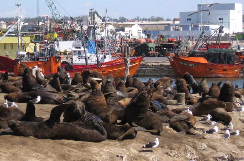 Mar del Plata: Reubicarán a los lobos marinos que ocupan cada vez más espacio en la banquina del puerto