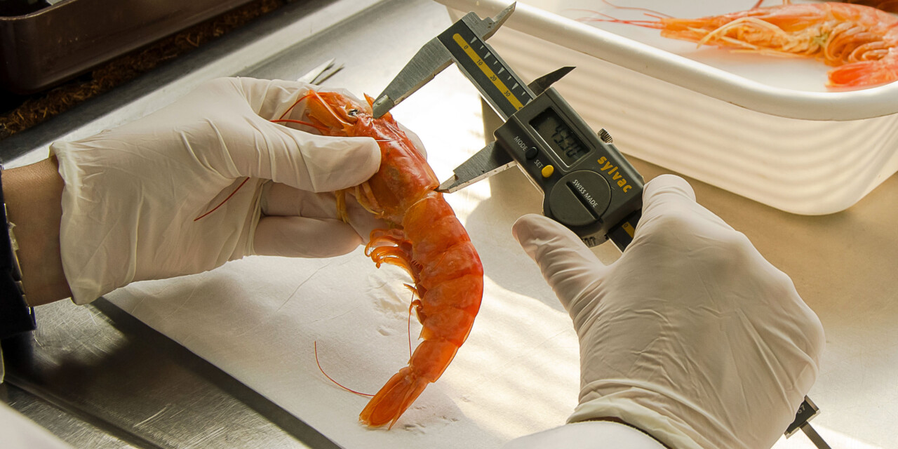 INIDEP relevará langostino en el Golfo San Jorge, litoral de Chubut y aguas nacionales adyacentes