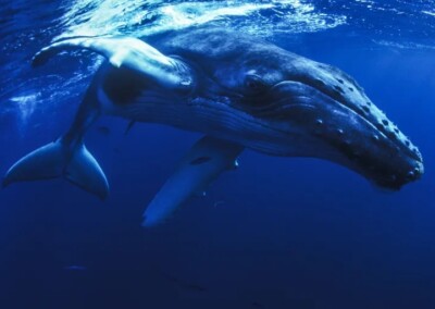 Cámara Baja aprobó el proyecto de ley que busca proteger el agujero azul