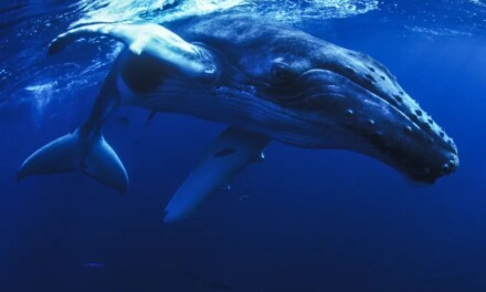 Cámara Baja aprobó el proyecto de ley que busca proteger el agujero azul