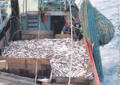 Quita de cuotas de captura de merluza de cola preocupa industria pesquera marplatense