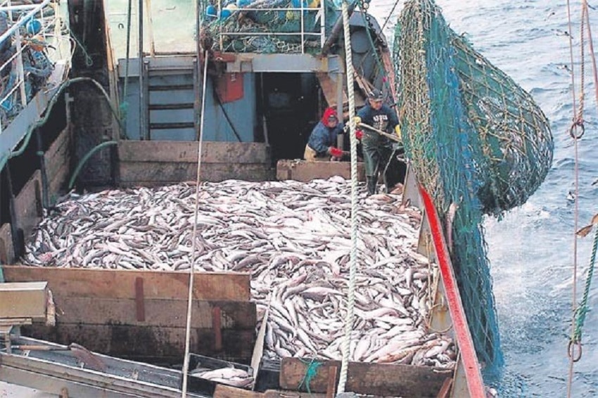 Quita de cuotas de captura de merluza de cola preocupa industria pesquera marplatense