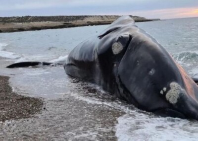 INIDEP trabaja para determinar si la masiva muerte de ballenas francas está asociada a una marea roja