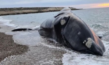 INIDEP trabaja para determinar si la masiva muerte de ballenas francas está asociada a una marea roja