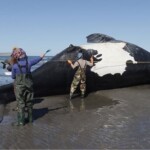 Preocupación por la aparición de ballenas muertas en Puerto Pirámide
