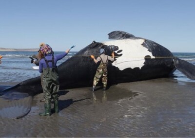 Preocupación por la aparición de ballenas muertas en Puerto Pirámide