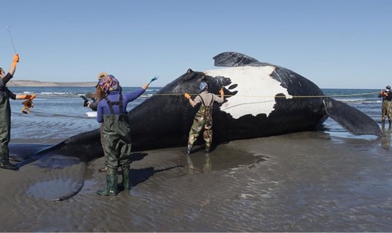Preocupación por la aparición de ballenas muertas en Puerto Pirámide