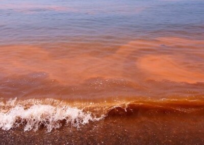 Chubut: veda total de pesca por marea roja