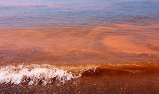 Chubut: veda total de pesca por marea roja