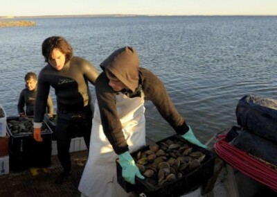 Continúa la veda de captura de productos bivalvos en el Golfo San Jorge, Chubut