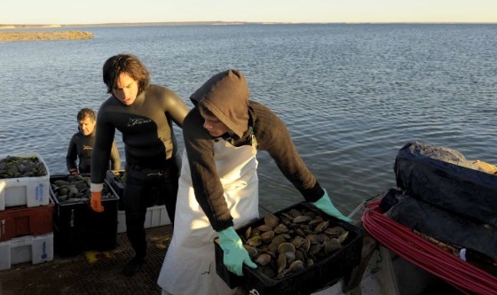Continúa la veda de captura de productos bivalvos en el Golfo San Jorge, Chubut