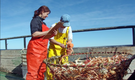 El Instituto Nacional de Pesca concluyó tres campas de centolla