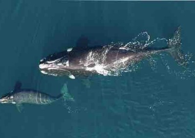 <strong>Lanzan nuevo monitoreo satelital de ballenas en el Atlántico Sur</strong>