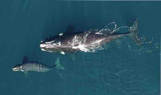 <strong>Lanzan nuevo monitoreo satelital de ballenas en el Atlántico Sur</strong>