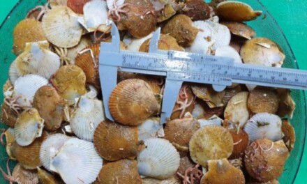 INIDEP evaluará la vieira patagónica en la Unidad de Manejo B