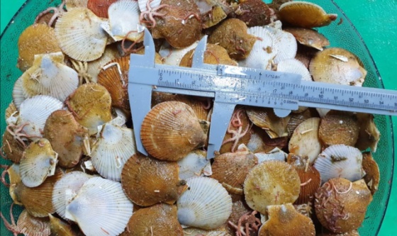 INIDEP evaluará la vieira patagónica en la Unidad de Manejo B