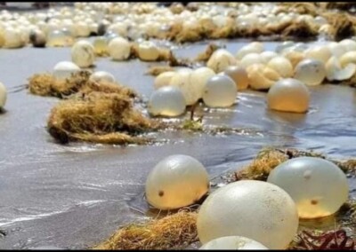 ¿Qué son los arribazones que se producen en la costa y qué pueden traer con ellos?