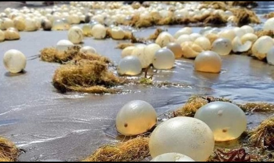 ¿Qué son los arribazones que se producen en la costa y qué pueden traer con ellos?