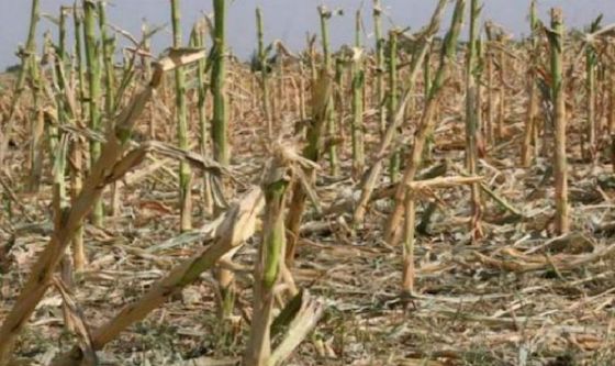 Nuevos beneficios para productores afectados por la sequía