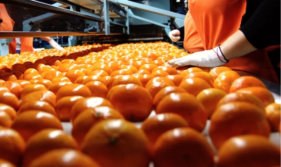 Argentina avanza en la apertura del mercado de cítricos dulces a India