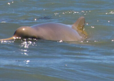 Puerto Bahía Blanca: Presentaron un programa de preservación de delfines franciscanas