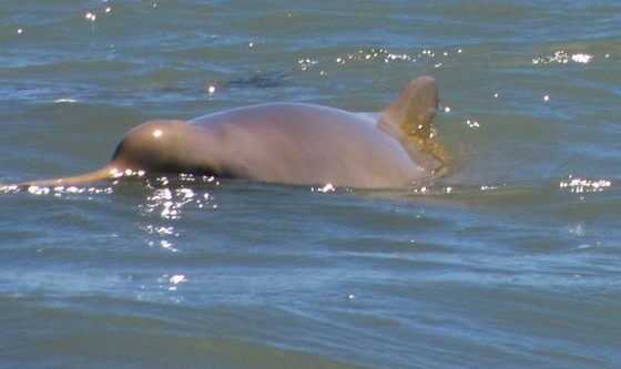 Puerto Bahía Blanca: Presentaron un programa de preservación de delfines franciscanas